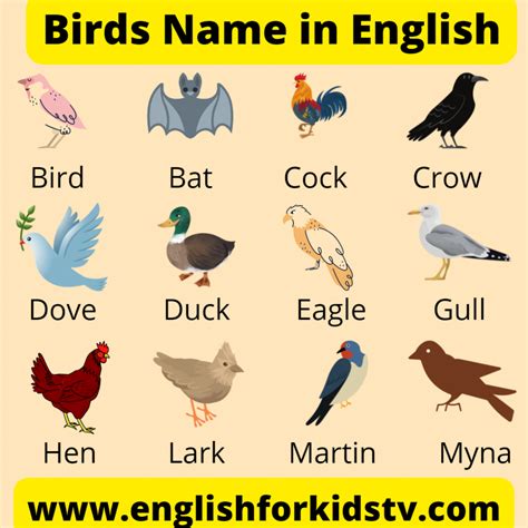 Bird Name In English With Pictures English For Kids