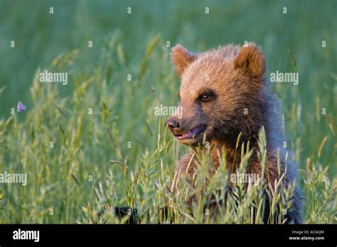 European Brown Bear Cub In High Grass Ursus Arctos Is Watching A