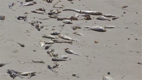 Red Tide In Southwest Florida Results In Dead Fish Breathing Issues