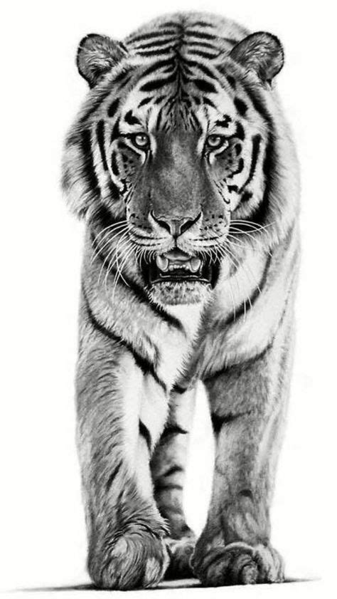 1524 Mejores Imágenes De Tigres Y Leones Tattoo En 2020 Tatuajes De