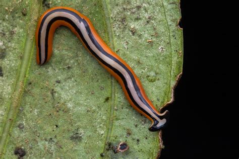 Planaria Worms In The Aquarium Identification Management And Elimination