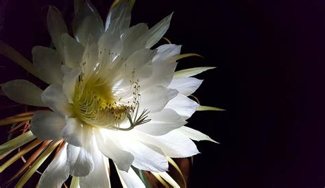 Weird Alert Queen Of The Night Cactus Blooming This Week In