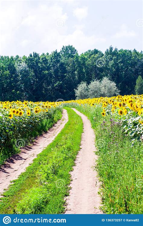 Blooming Sunflower Field Stock Image Image Of Summer 136373257
