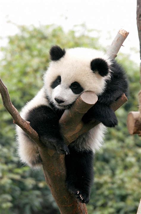 Pngkit selects 76 hd cute panda png images for free download. Cute baby panda Wallpaper - HD Mobile Walls