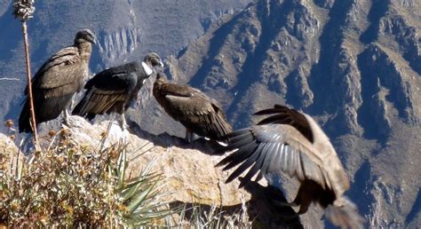 Fullday Colca Canyon Tour From Arequipa Arequipa