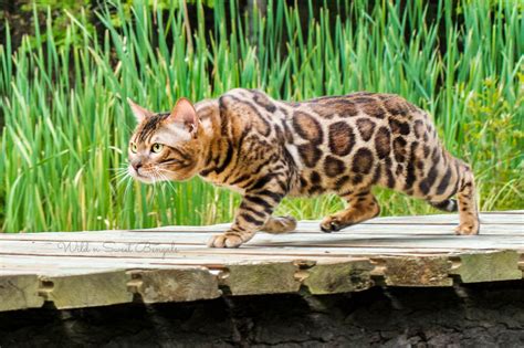 At our companions, we provide services and resources to dogs, cats, and small animals ranging from dog training to feral cat resources to subsidized veterinary care. Bengal Kittens & Cats for Sale Near Me | Bengal cat for ...