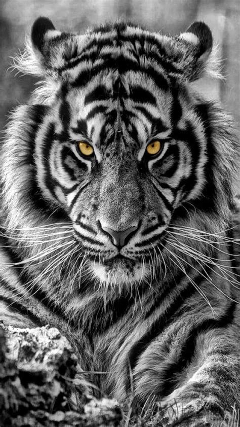 Hình nền hổ trắng đẹp nhất em 2023 Tatuagem de tigre branco Imagem