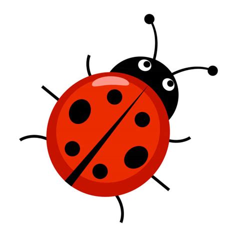 Ladybug Illustrations Royalty Free Vector Graphics And Clip Art Istock