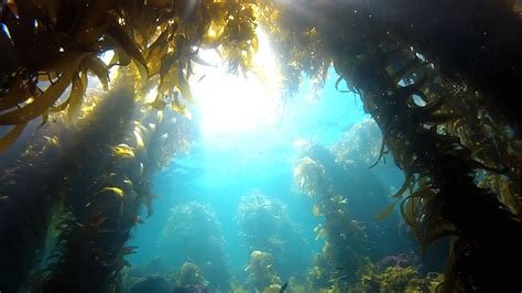 Small Preview Kelp Forest Diving Catalina Island California August