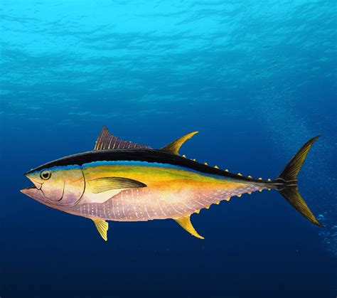 List 90 Pictures Pictures Of Yellowfin Tuna Stunning