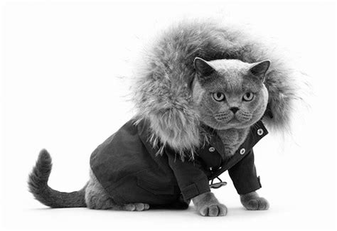 Maybe you would like to learn more about one of these? Keeping Our Furry Friends Safe & Warm - Cold weather care ...