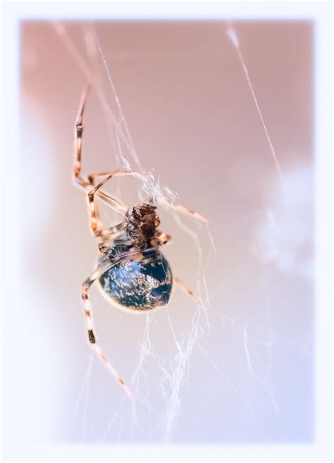 Spider A Common House Spider Parasteatoda Tepidariorum Flickr