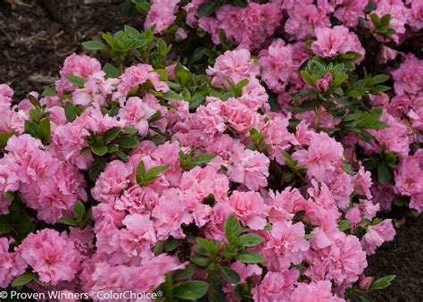 Bloom A Thon Pink Double Azalea Plant Addicts