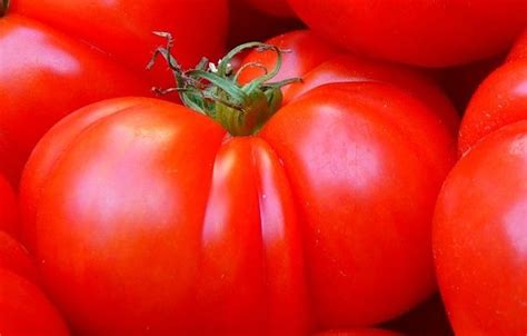 Beefsteak Organic Heirloom Tomato Solanum Lycopersicum Beefstea