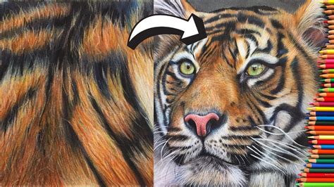 How To Draw A Realistic Tiger Marker Coloured Pencil