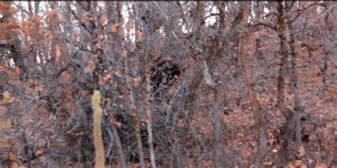 Bigfoot Near Squaw Peak Video Of Mysterious Creature Goes Viral News