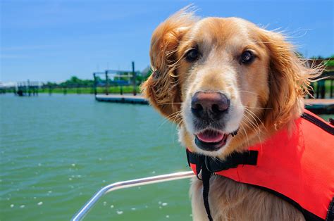 Boating With Your Dog Dogs On Boats Best Dog Breeds Dog Activities