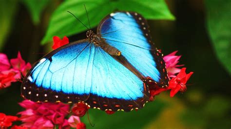 All Wallpapers Butterfly Hd Wallpapers 2013
