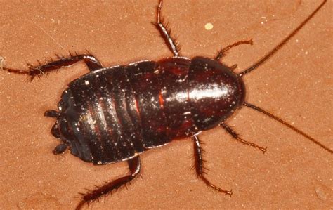 Cockroaches In Dallas Tx Dynasty Pest Control