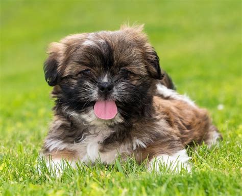 Lancaster puppies has new puppies listed every day. Lancaster Ohio Puppies For Sale - Animal Friends