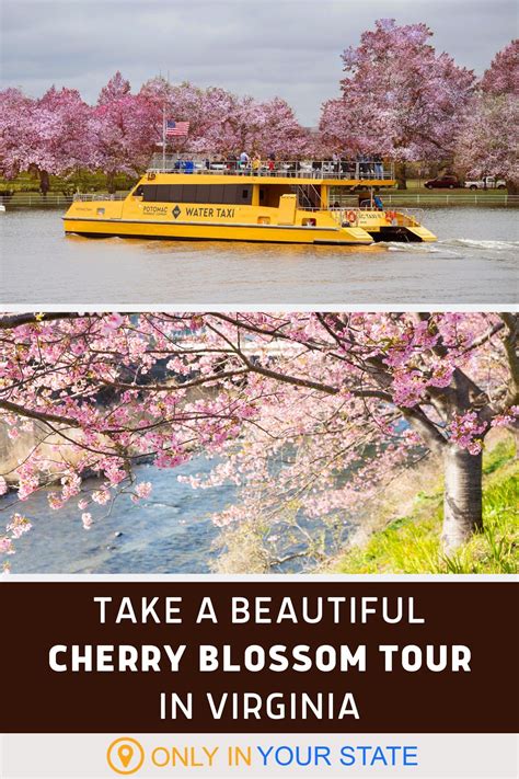 Take A Beautiful Tour Of Virginias Cherry Blossom Trees By Boat This
