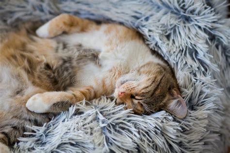 Funny Lazy Cat Sleeping Stock Image Image Of Cozy Feline 203002009