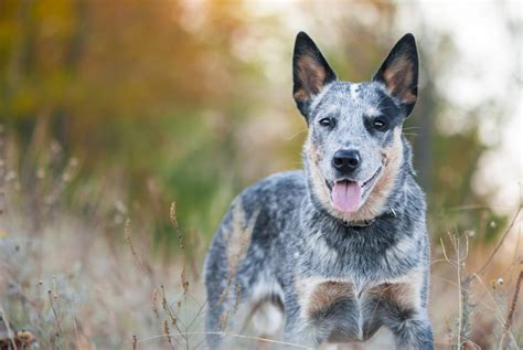 Texas Heeler Mixed Dog Breed Overview And Facts