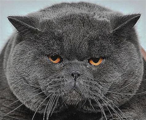 Pictures Of Cats Extreme Blue British Shorthair Poc