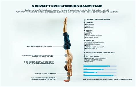 Perfect Freestanding Handstand Push Up Muscles Strong Muscles