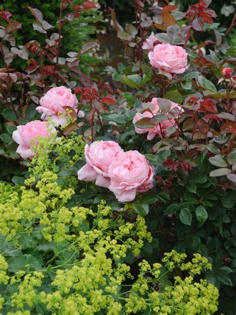 15 Fragrant Garden Flowers Hgtv Fragrant Garden English Roses