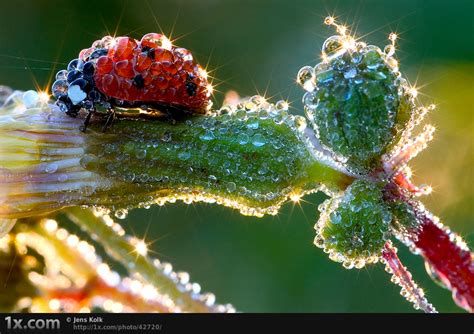 The Very Best Of Macro Photography Pt Pics I Like To Waste My Time