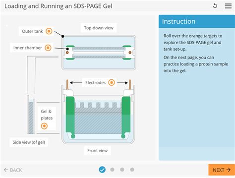 Learnsci Labsim Loading And Running An Sds Page Gel