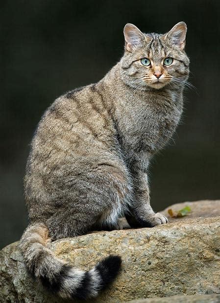 European Wild Cat Felis Silvestris Silvestris Chat Forestier