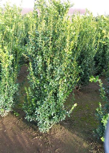 Buxus sempervirens ( variegated english boxwood ). Boxwood Columnar | Plant List | Pinterest