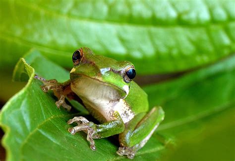 Did You Find A Frog Mary River Catchment Coordinating Committee