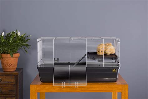 6 Of The Best Guinea Pig Cages To Buy This Year