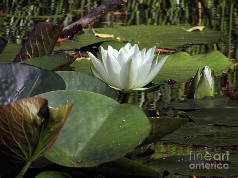 A la serie de hbo the white lotus le ha pasado exactamente lo mismo que a true detective y big little lies: White Lotus Flowers 2 Photograph by Kim Tran