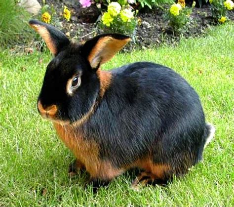 Razas De Conejos Y Sus Principales Características Mundo Conejitos