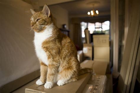 Get your cat used to rv travel: Cat Advice Moving House