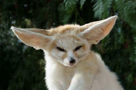 Indiana may surprise vacationing pet owners with its pet hospitality. Fennec Fox | Animal Wildlife