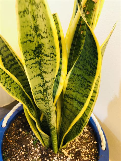 Benefits Of Snake Plant How To Grow And Care For Snake Plant Lean Agro