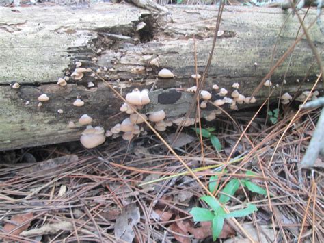 Just Some Mushrooms I Found In Ga Mushroom Hunting And