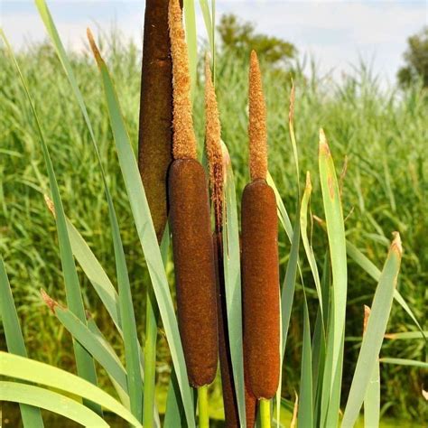 seeds for cattail typha latifolia amkha seed