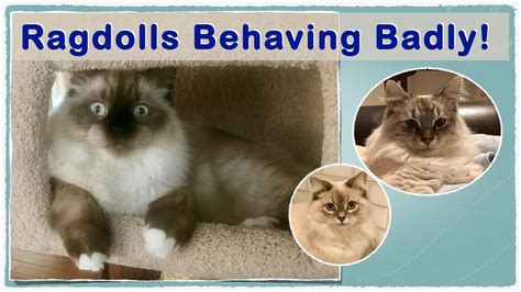 3 Ragdoll Kittens Behaving Badly Youtube