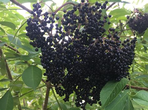 This Harvesting Elderberry Video Shows You How To Harvest Elderberries