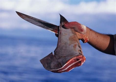 St Vincent Bans Shark Fin Fishing And Parrot Fish Harvesting Bermuda Real