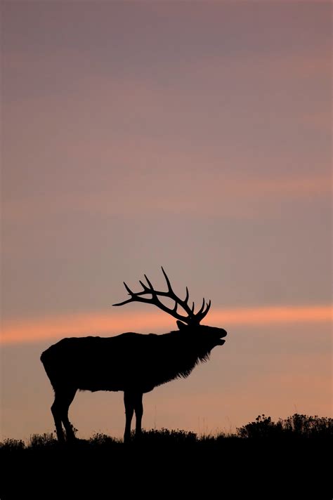 Elk Wallpaper 51 Images