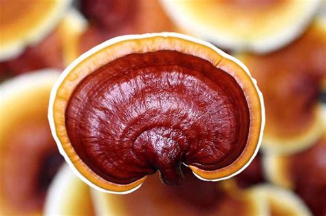 Health Benefits Of Ganoderma Lucidum Mushroom By Sami Anwar