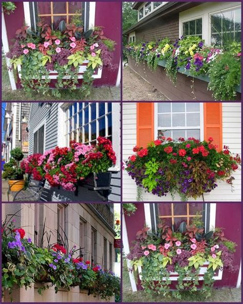 This will help you determine which flowers to plant. Plants For Window Boxes 4 | Window box plants, Window box ...