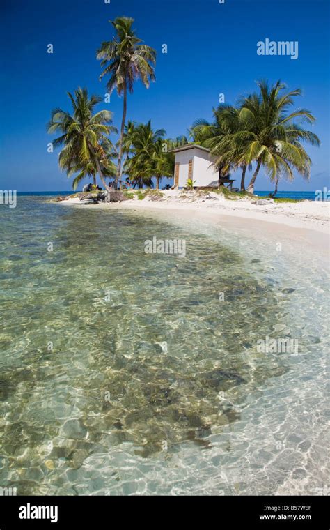 Palm Trees On Beach Silk Caye Belize Central America Stock Photo Alamy